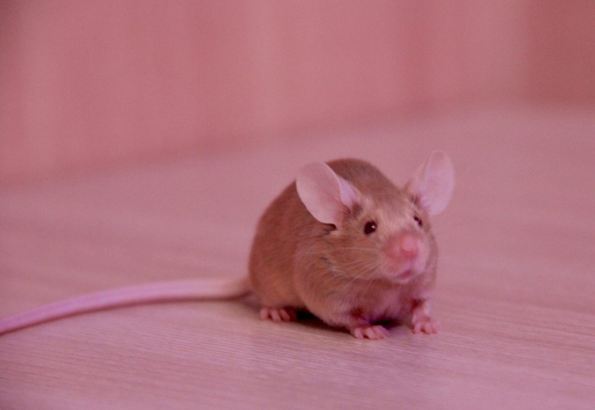 Мышь окрас шампань