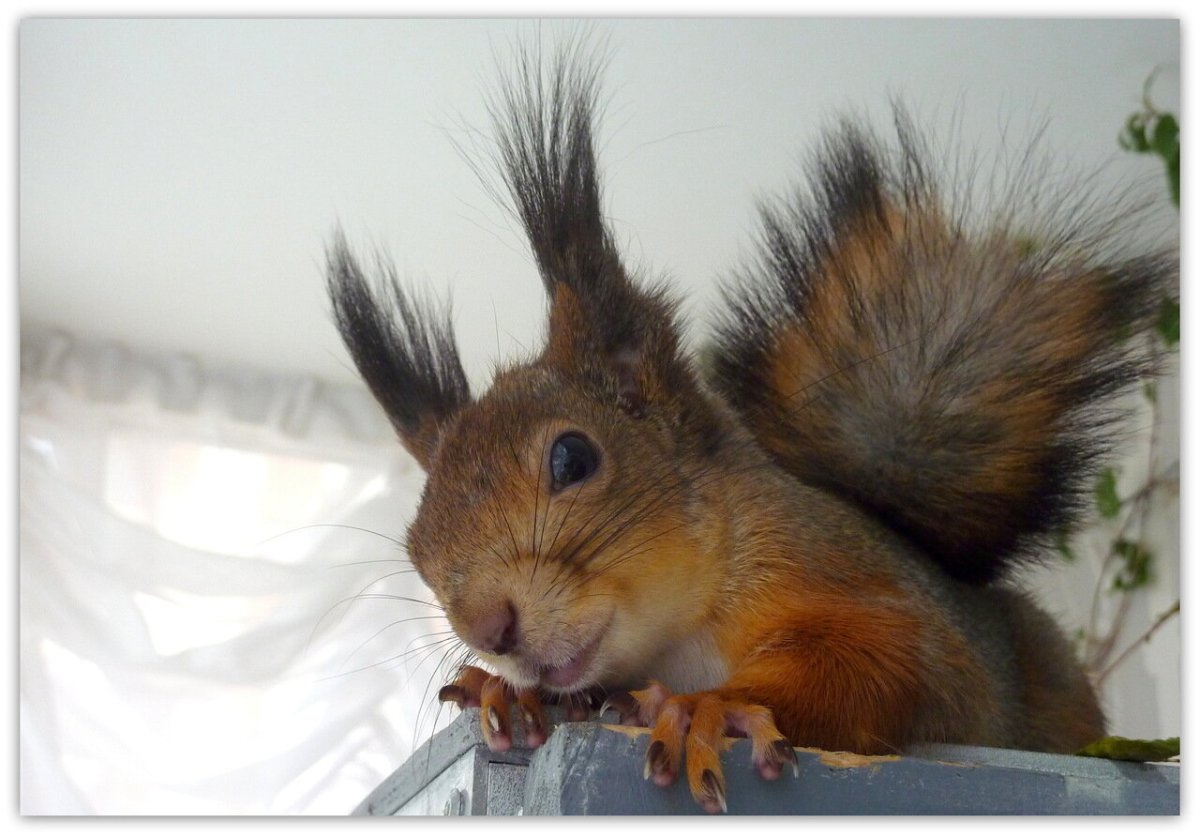 Домашняя белка