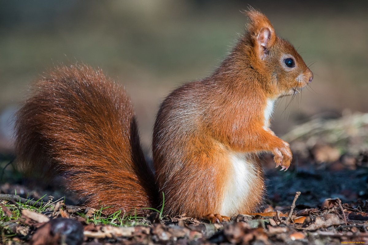 Белочка в осеннем лесу