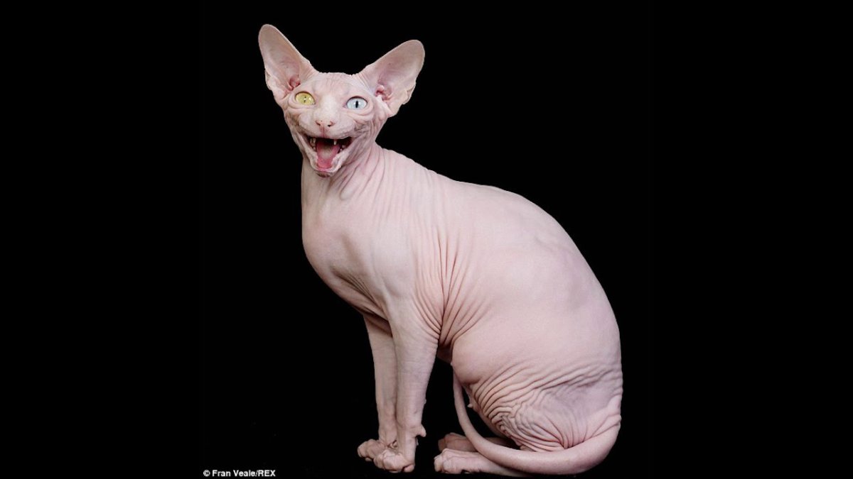 Сфинкс (порода кошек)