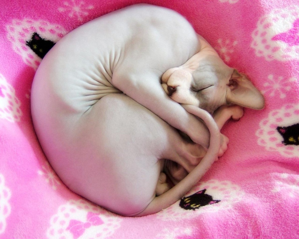 Кот сфинкс котенок