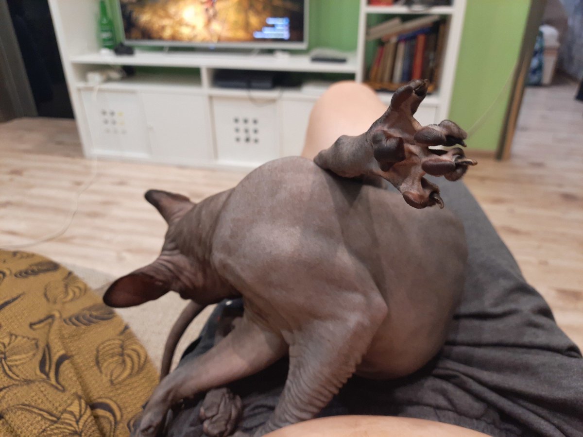 Морда канадского сфинкса