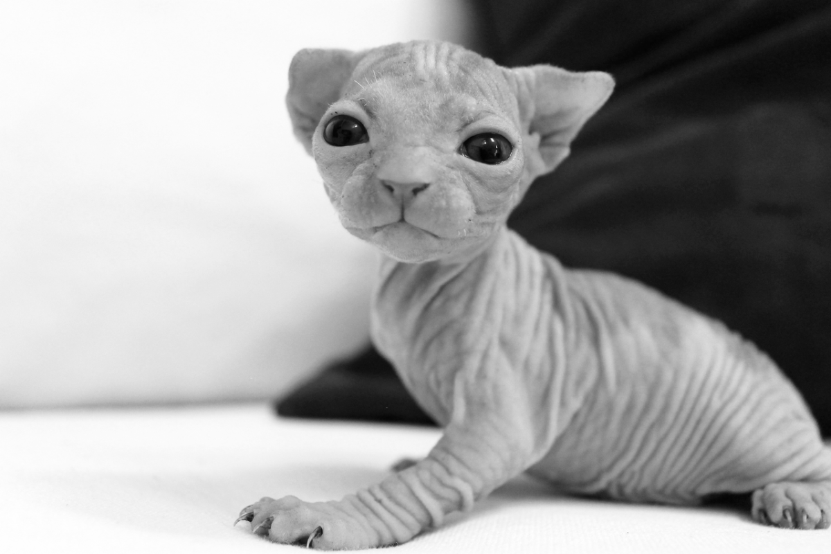 Канадский сфинкс толстый