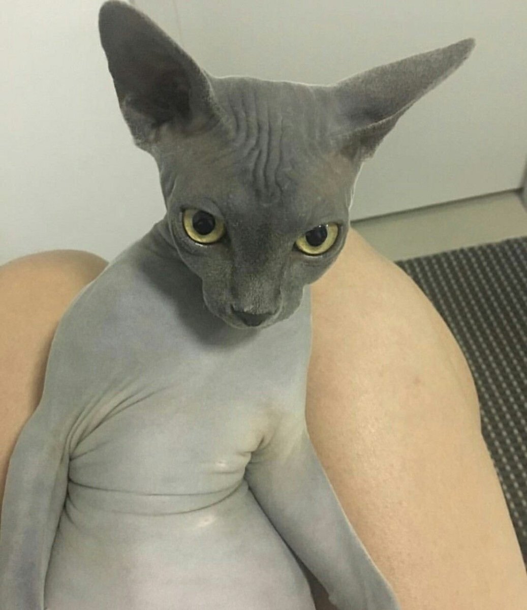 Беременные сфинксы кошки