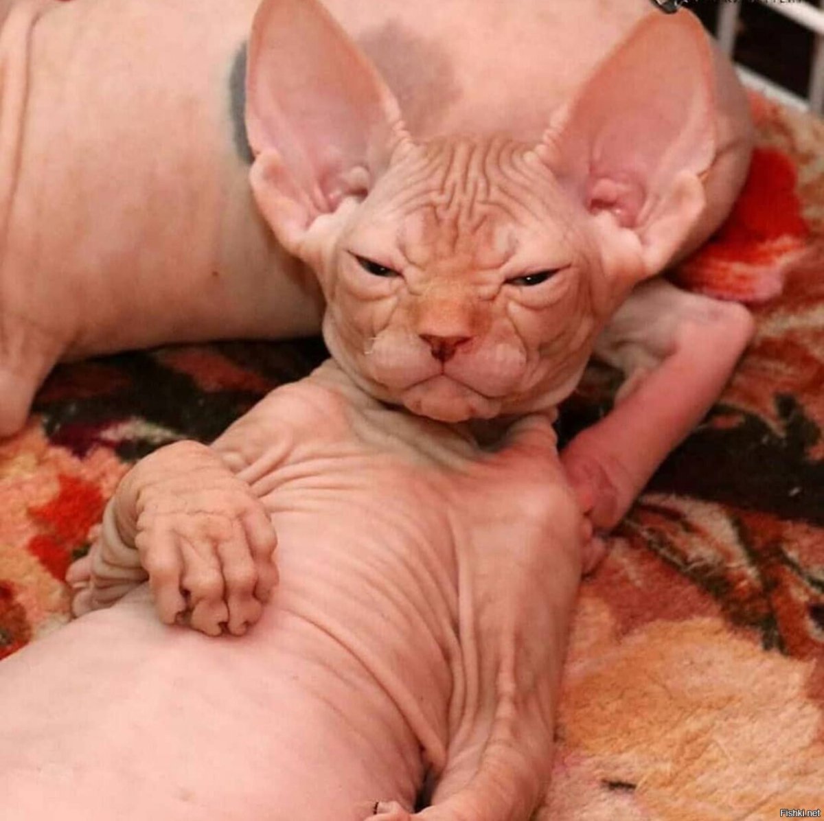 Сфинкс кошка жирные