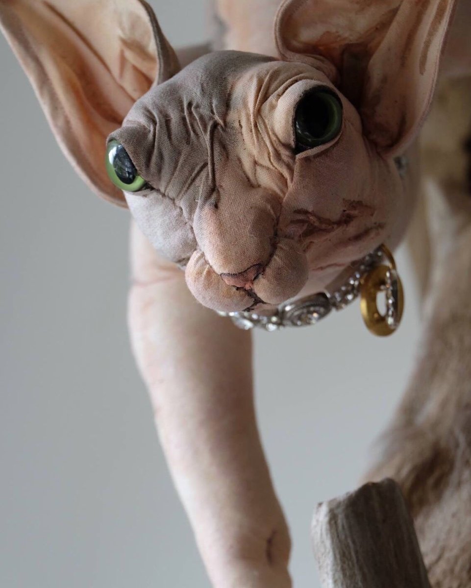 Жирный канадский сфинкс