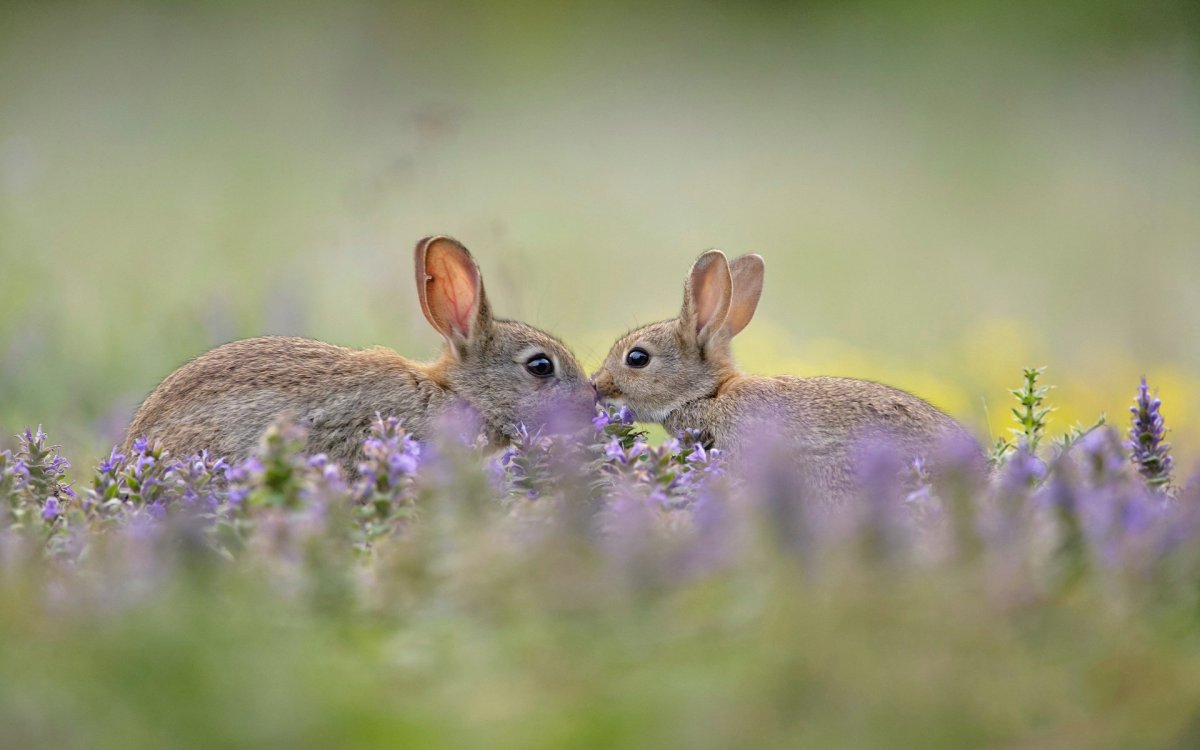 Кролик в траве