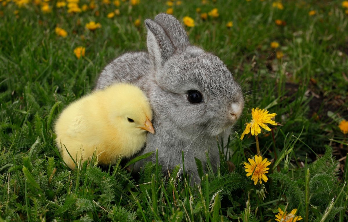 Кролик и цыпленок
