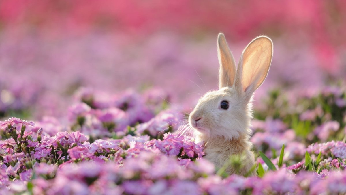 Зайчик в цветах