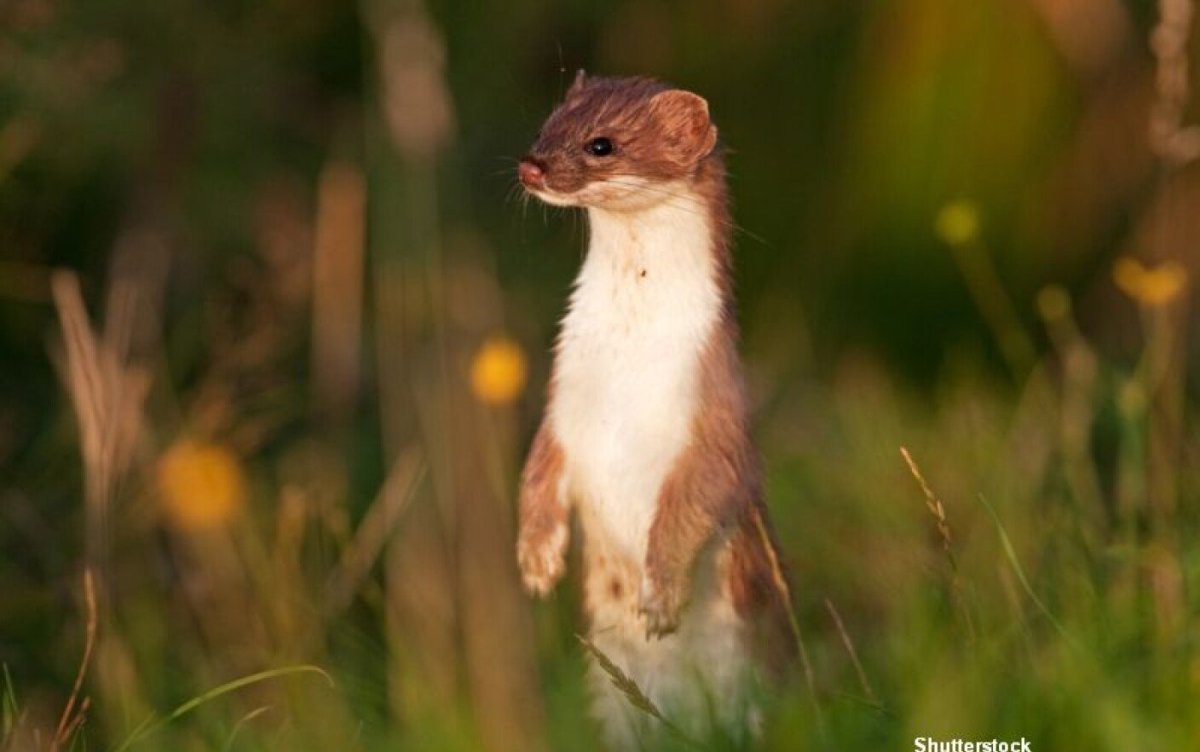 Горностай летом