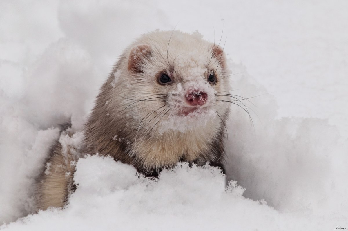 Хорек белый дикий