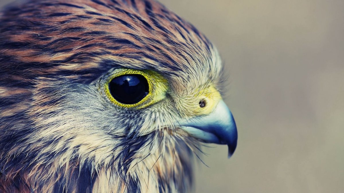 Ястреб крючконос птица