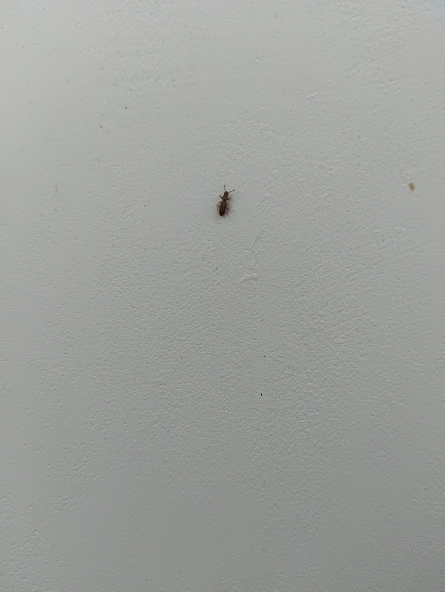 Жук клоп квартирный