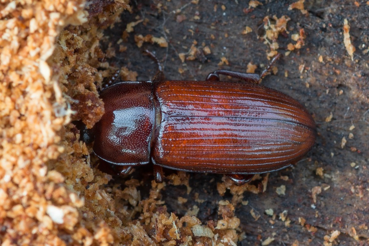 Жук мучной хрущак