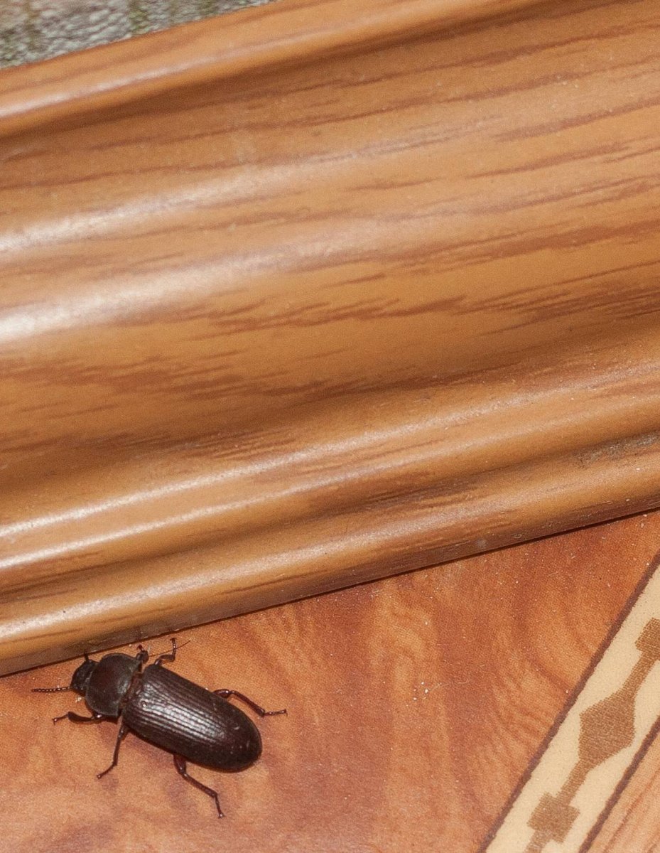 Жучки короеды