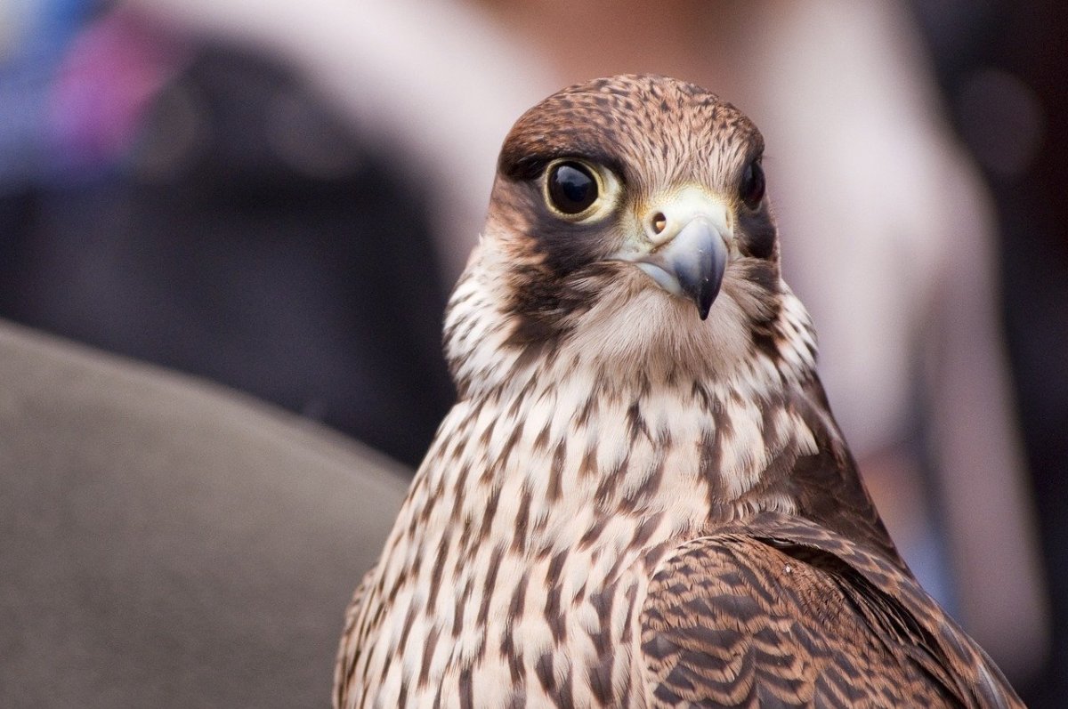 Глаз Сокола фото