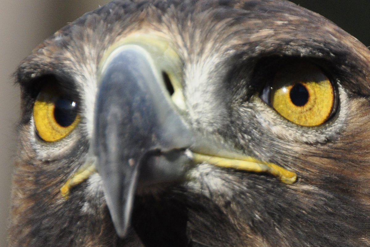 Злой Беркут