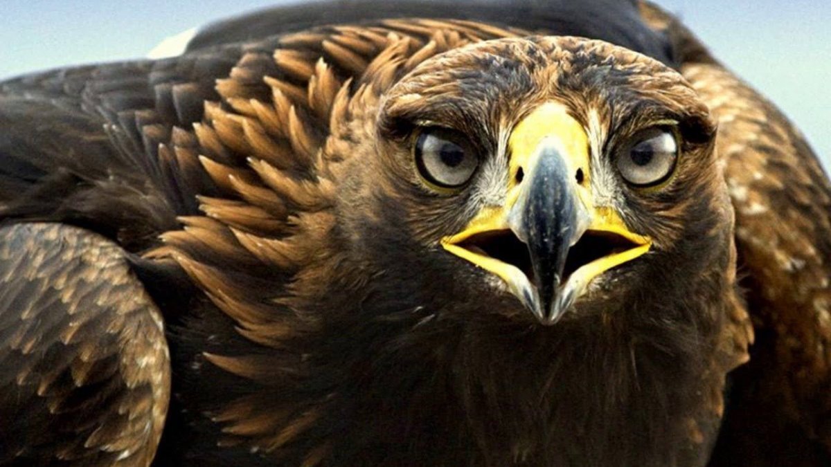 Сапса́н Сокол тату