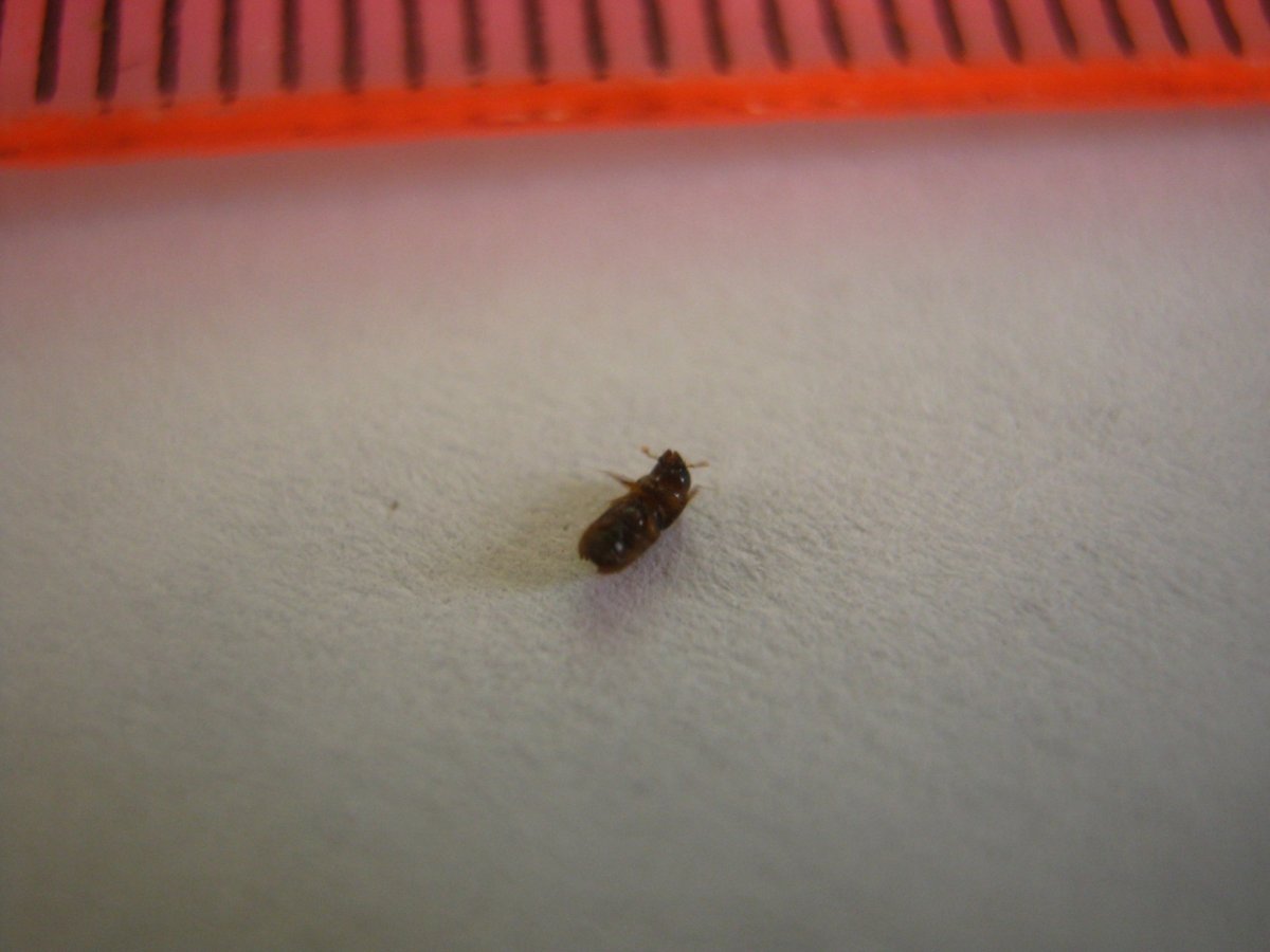 Маленькие черные жучки кожееды