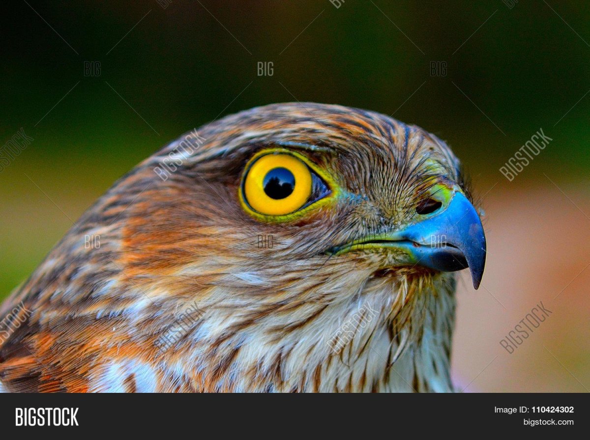 Глаз Сокола