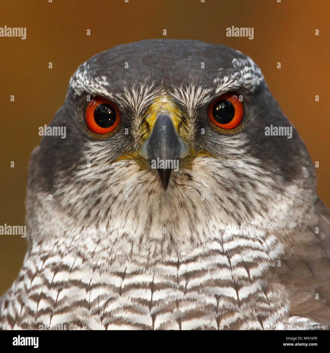 Красный ястреб тетеревятник