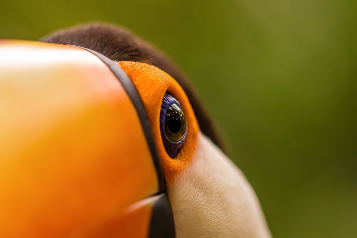 Глаз тукана