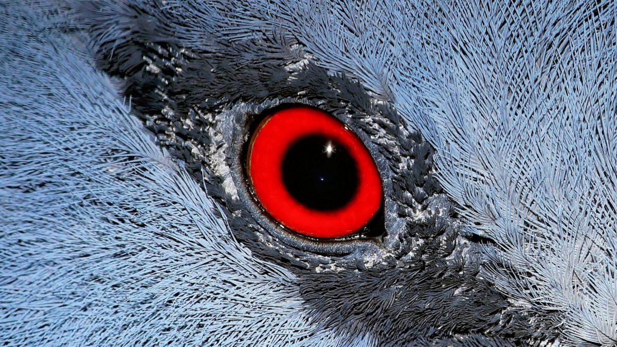 Глаз птицы