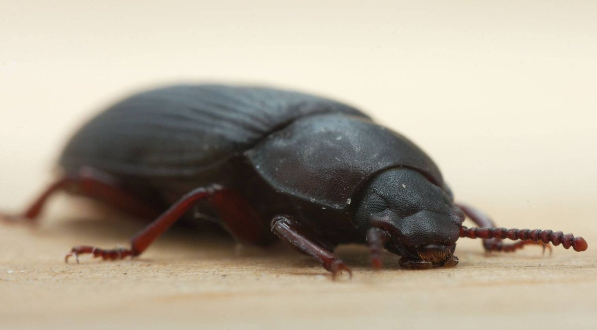 Черный Жук мучной хрущак