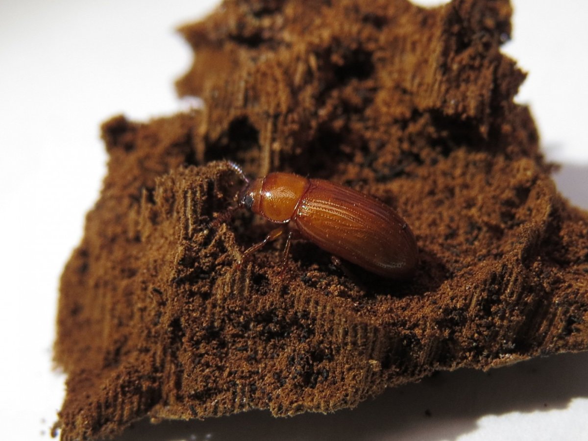 Коричневая куколка жука