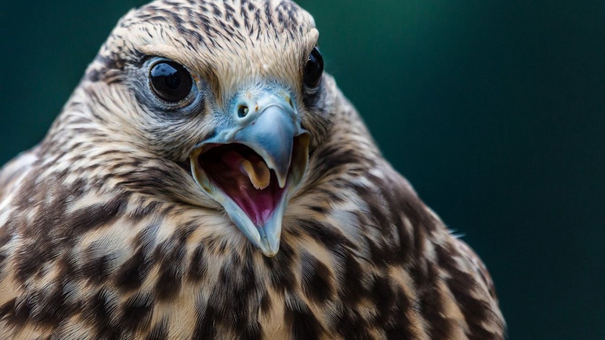 Зрение ястреба