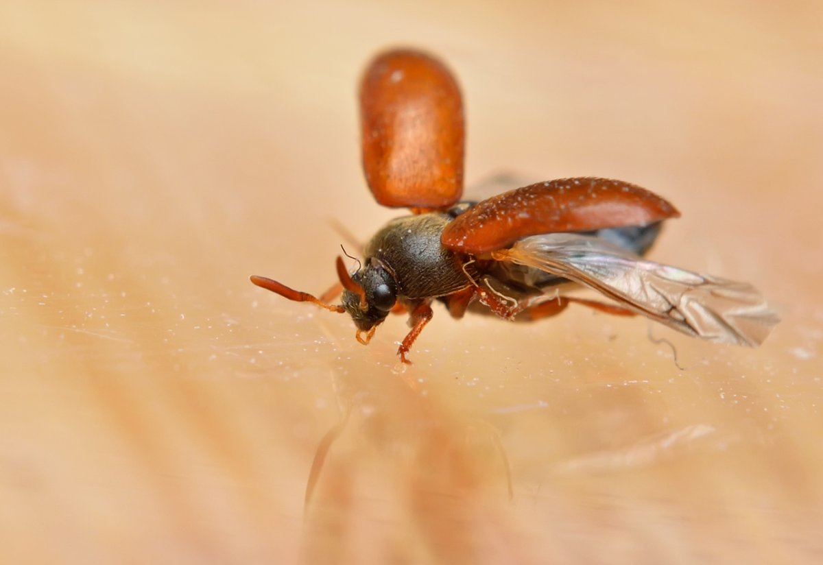 Жук кожеед маленький