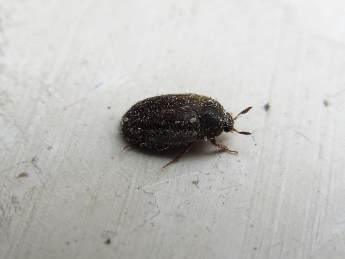Жук кожеед маленький
