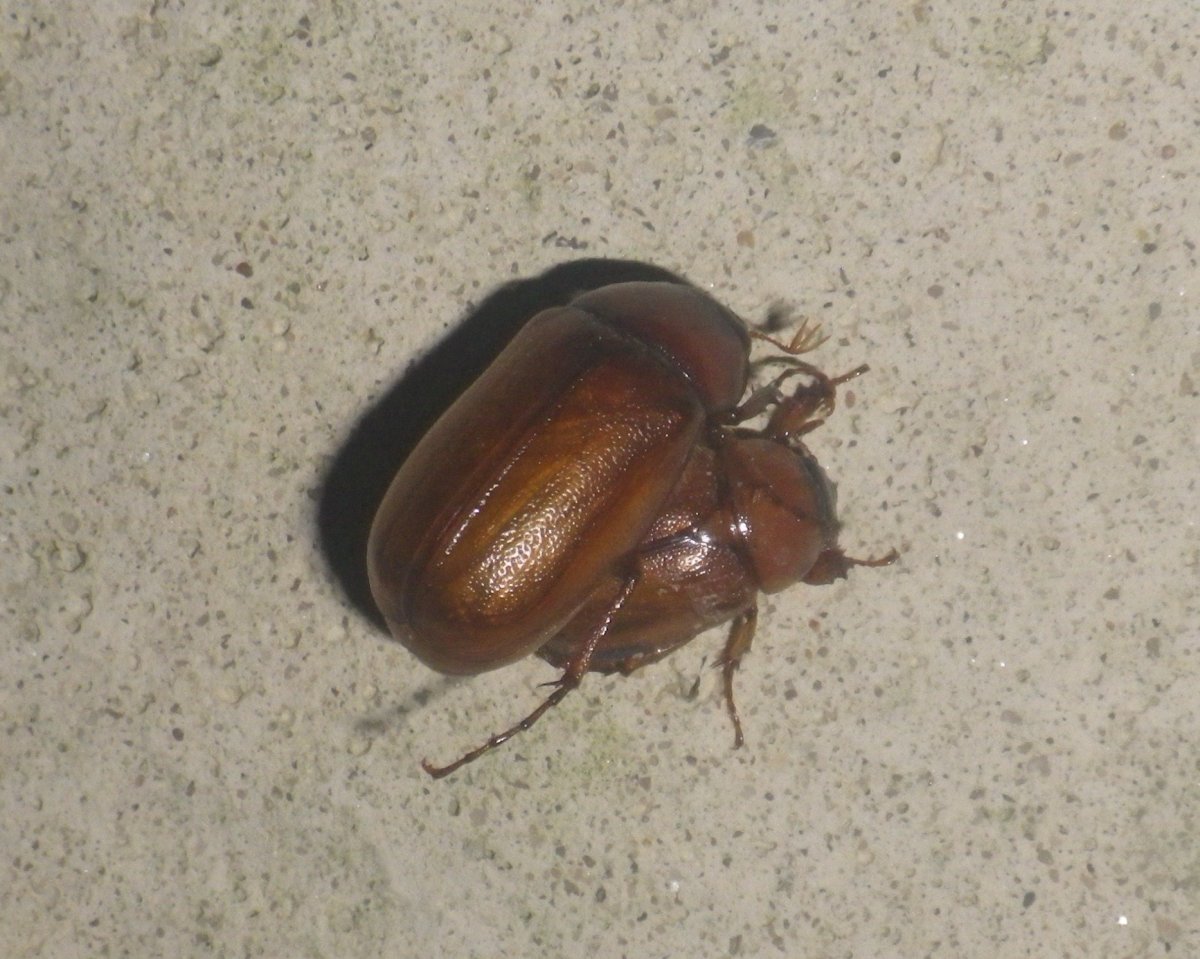 Кубозоль красно-коричневый Жук