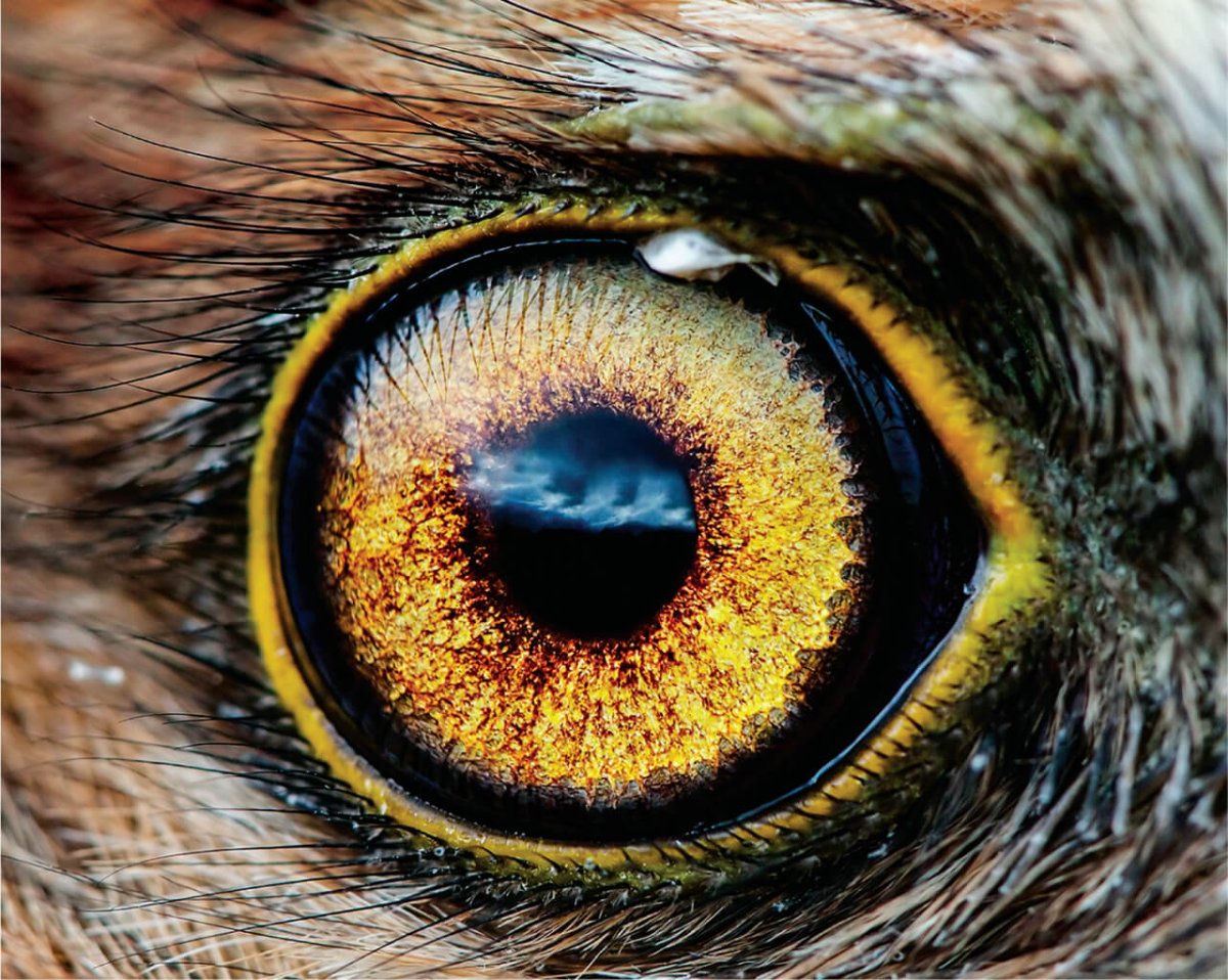 Мадагаскарская пустельга