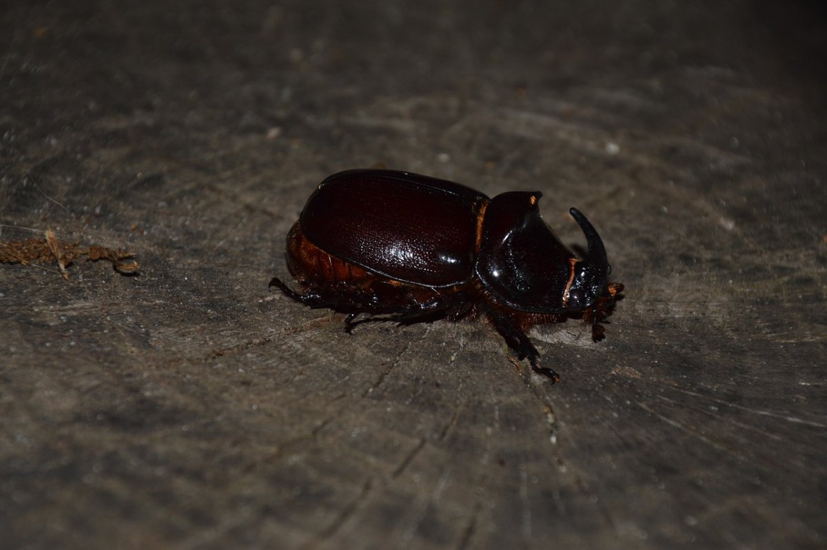 Жук носорог большой черный