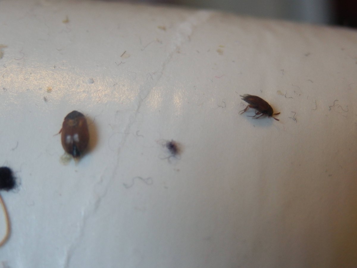 Carpet Beetle Bug