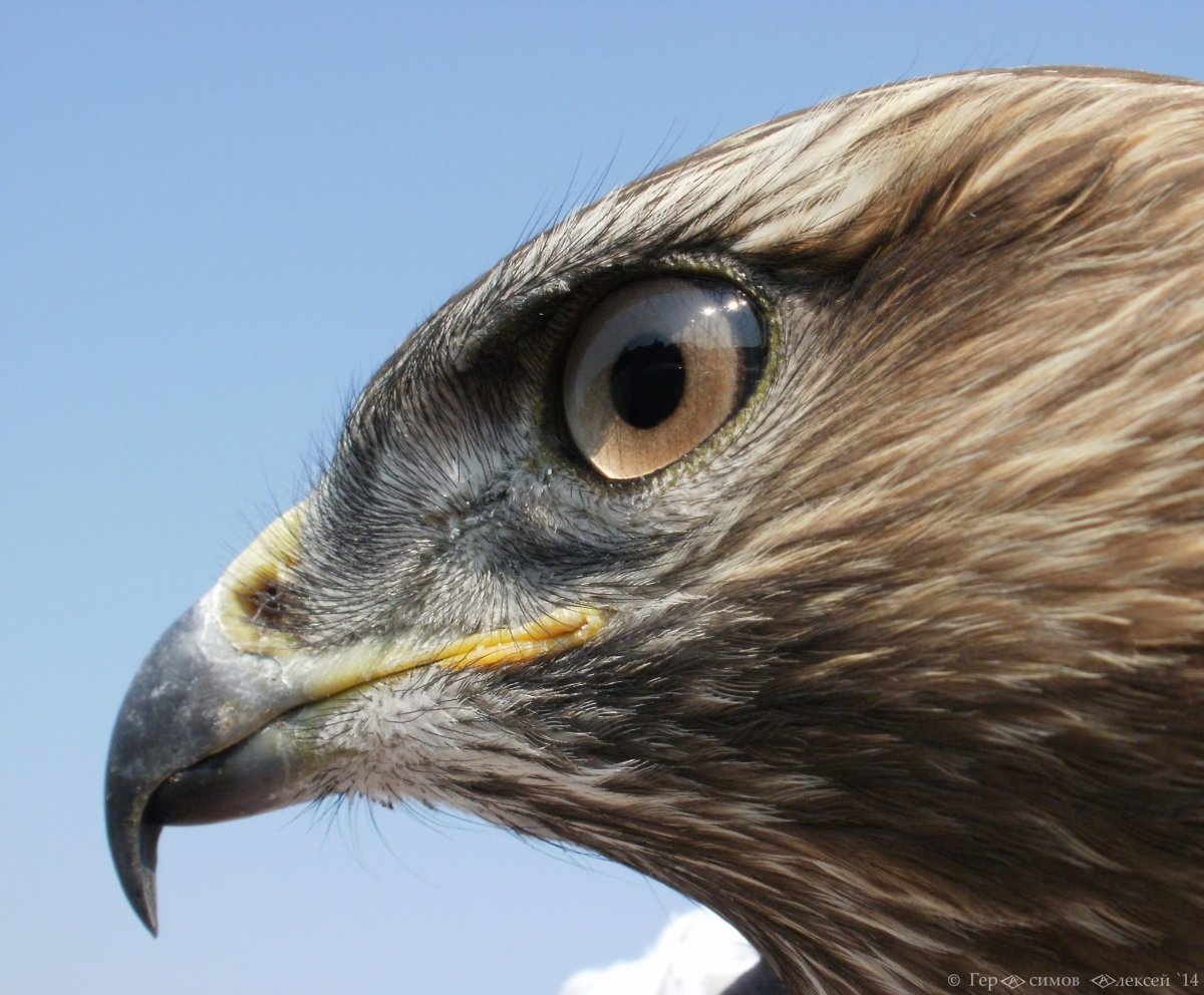 Дарья Лефлер