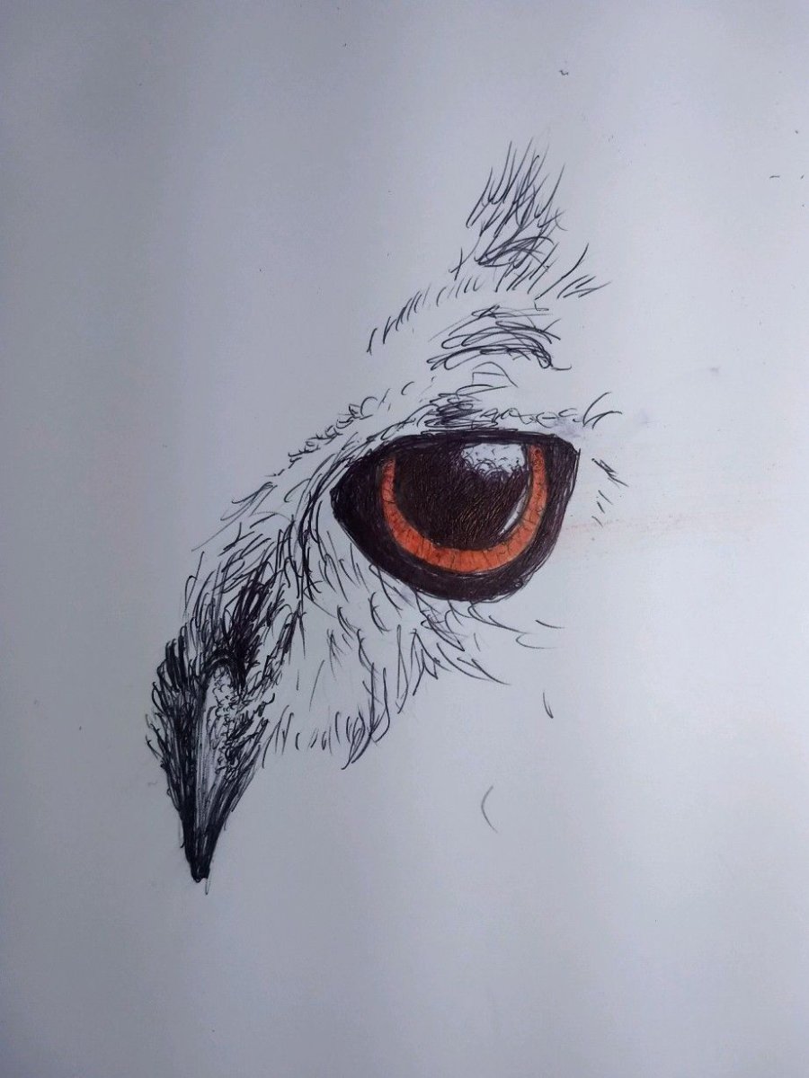 Глаза животных