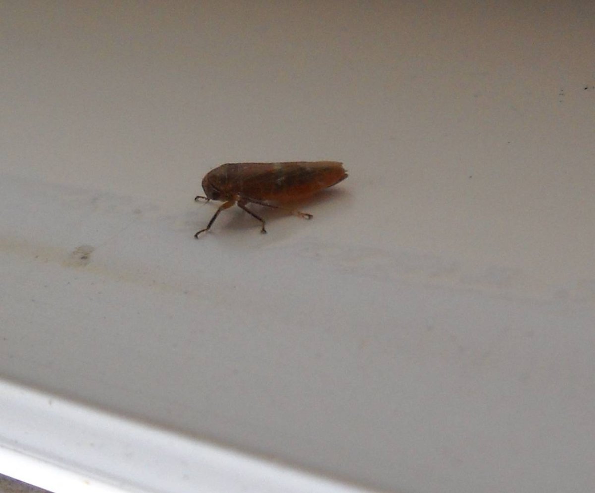 Микроскопические коричневые жучки