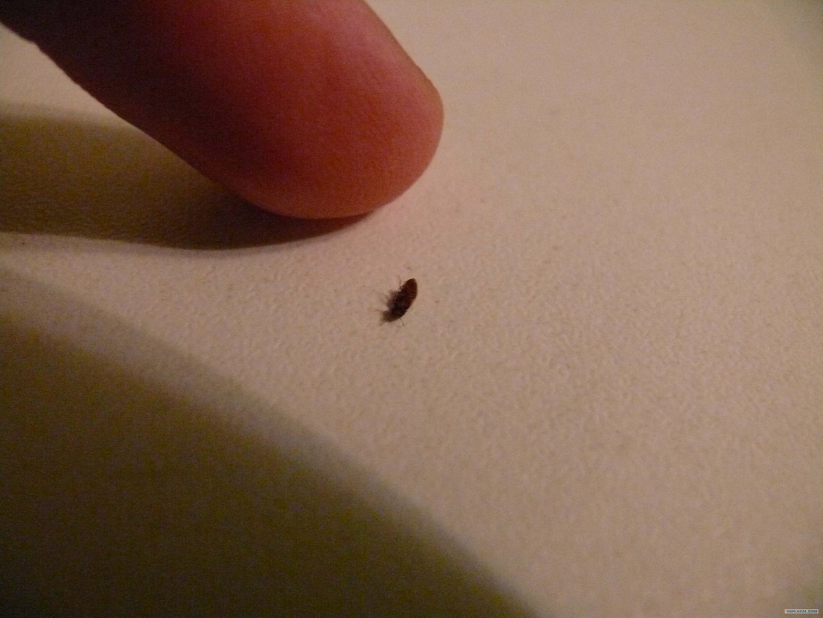 Маленькие черные жучки в квартире