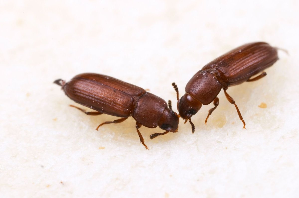 Жук мучной хрущак малый