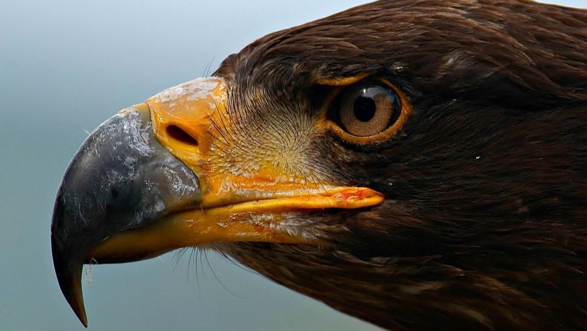 Бургут расми