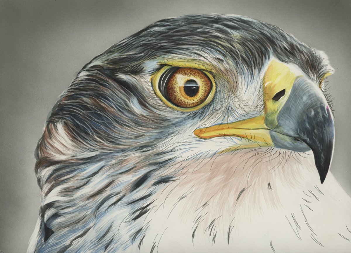 Реалистичные рисунки птиц