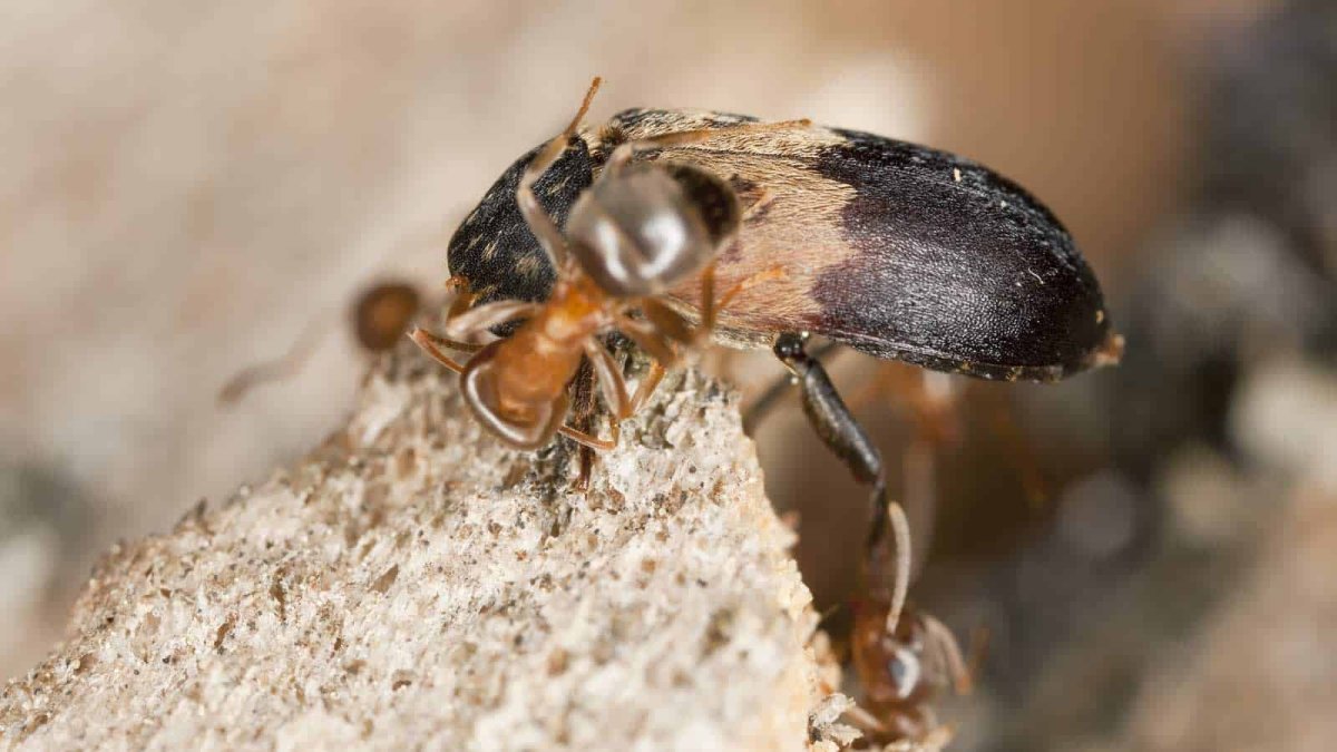 Жук кожеед черный