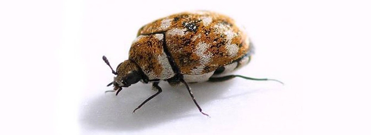 Личинка жука кожееда