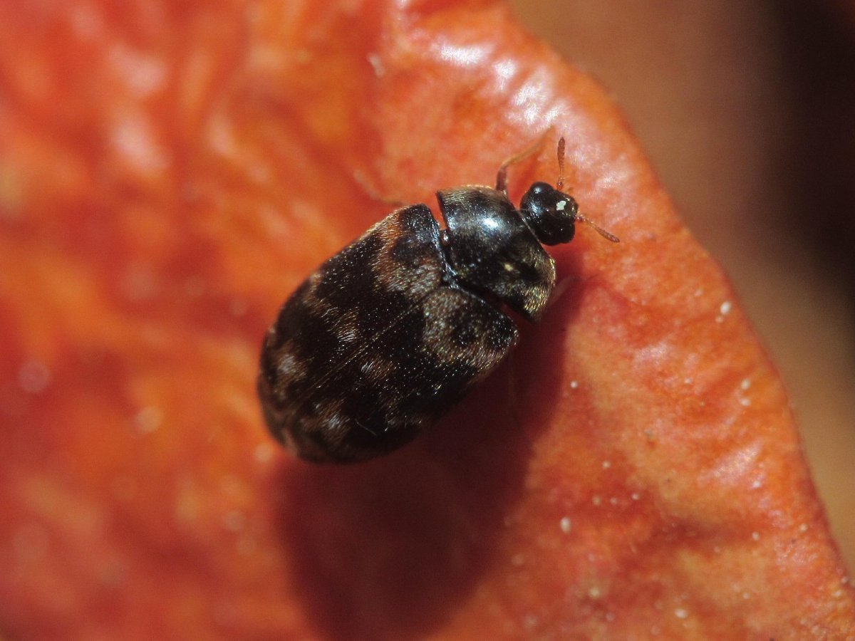 Ковровый Жук