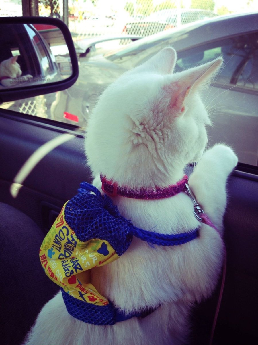 Животные путешественники