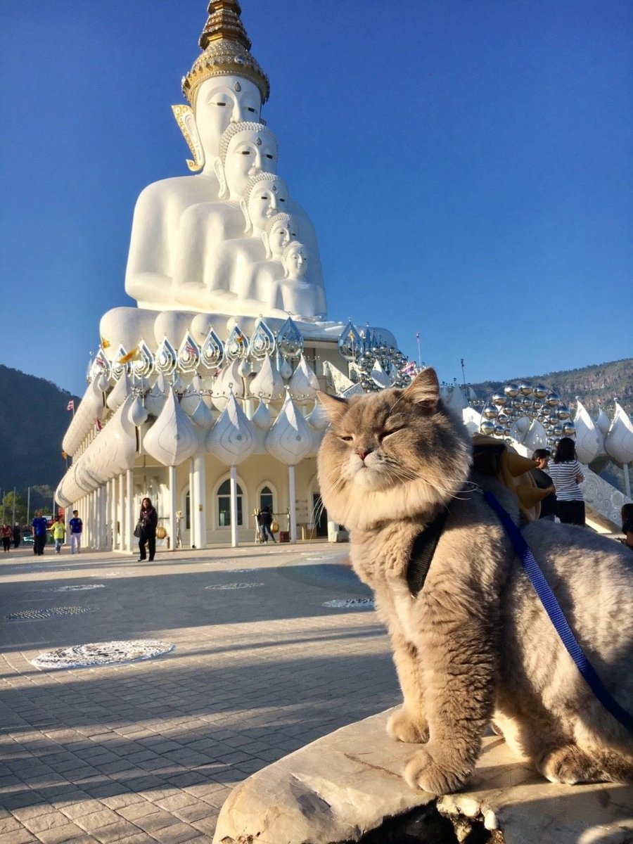 Котик с котомкой на палочке