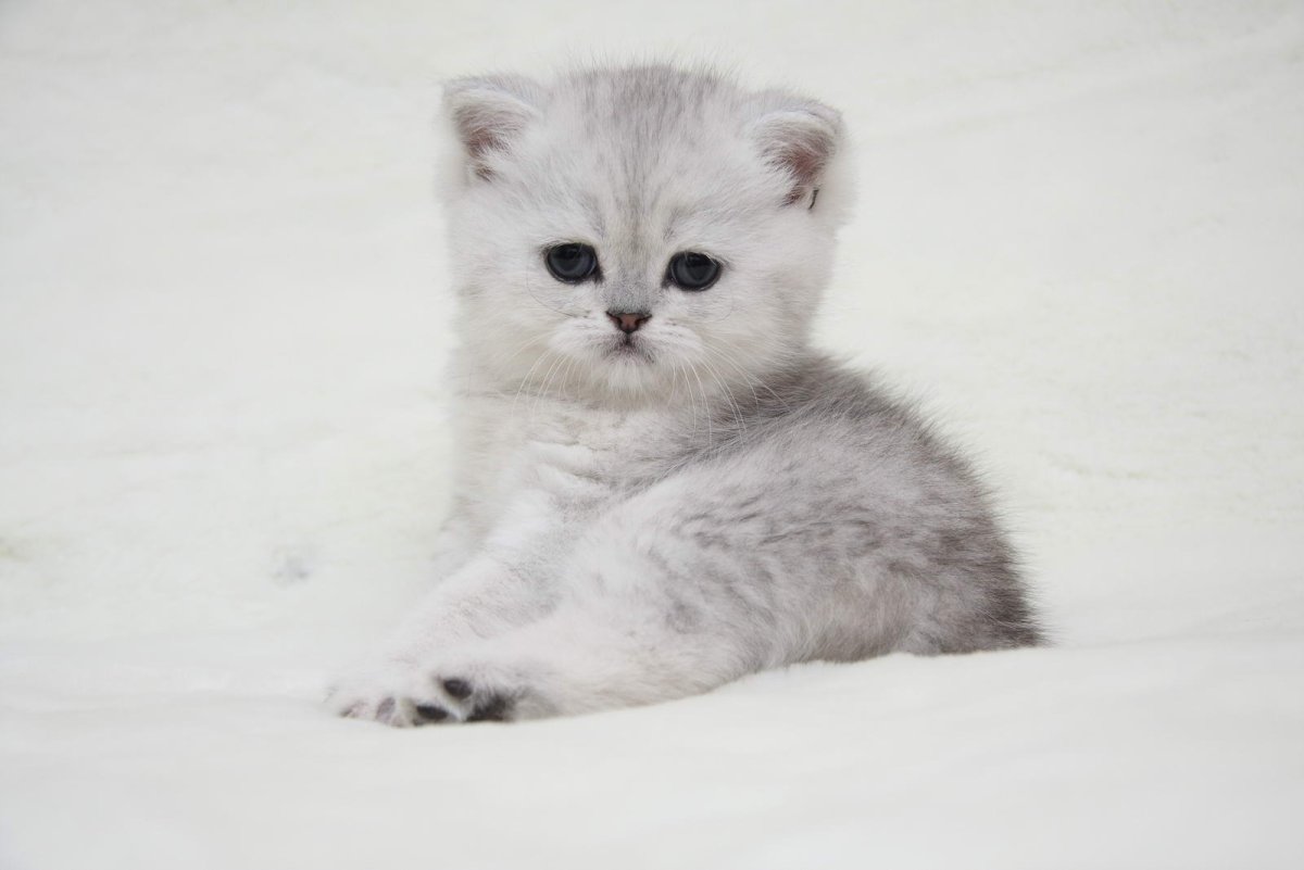 Шотландская вислоухая шиншилла