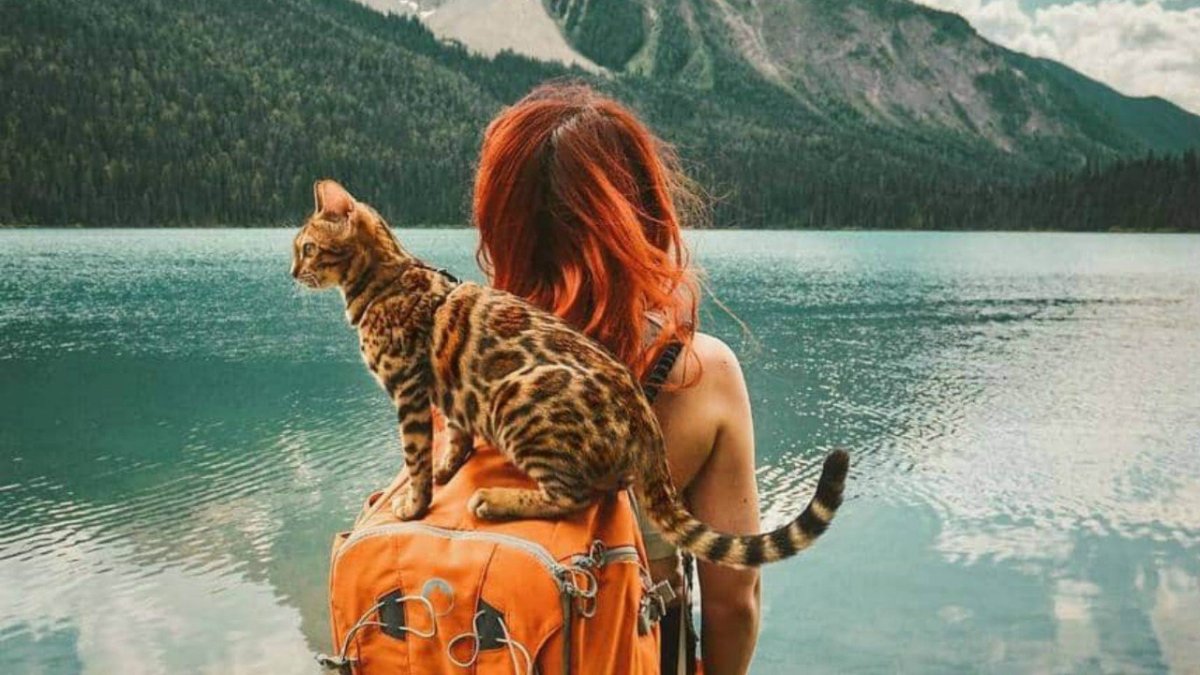 Собака путешественник